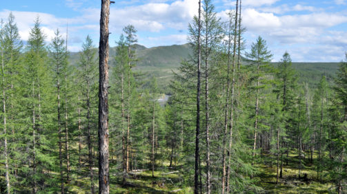 larch-taiga-yakutia-scaled-1